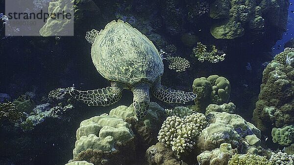 Draufsicht auf eine Echte Karettschildkröte (Eretmochelys imbricata) oder Bissa  die sich von Hartkorallen an einem wunderschönen tropischen Riff ernährt  Rotes Meer  Ägypten  Afrika