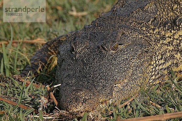 Nilkrokodil (crocodylus niloticus)  Erwachsener  ruhend  Chobe Park  Okavango Delta in Botswana