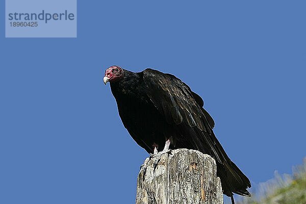 Südamerikanischer Truthahngeier (cathartes aura) ruficollis  erwachsen