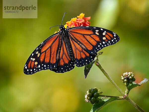 Ein südlicher Monarchfalter (Danaus plexippus) (Danaus erippus)  eine Geschwisterart von und südlich des Amazonas in Südamerika verbreitet  gesehen in Buenos Aires  Argentinien  Südamerika