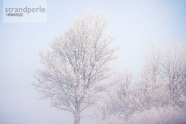 Mit Frost bedeckter Baum an einem kalten Tag mit nebligem Wetter im Winter