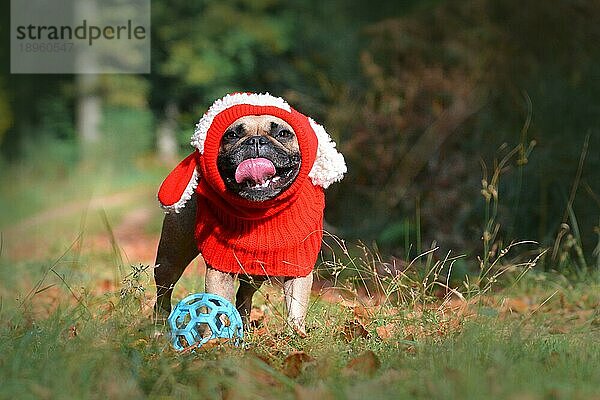 Lustige lächelnde fawn Französisch Bulldog Hund Mädchen mit roten Winter Schleife mit Hasenohren im Herbst Wald