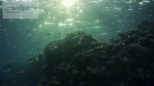 Silhouetten von tropischen Fischen schwimmt neben Korallenriff auf Oberfläche Wasser und untergehende Sonne Hintergrund  Gegenlicht (Contre jour) . Leben am Korallenriff bei Sonnenuntergang  Rotes Meer  Ägypten  Afrika