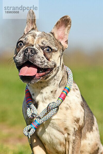 Junge fröhliche merlefarbene Französische Bulldogge mit gesprenkelten Flecken und heraushängender Zunge