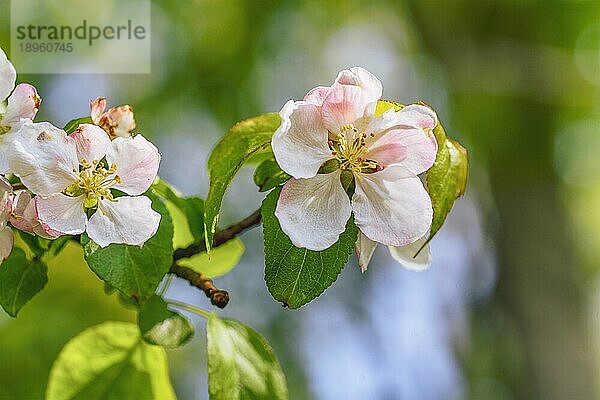 Weißer Apfelbaum Blumen auf einem Zweig im Frühjahr mit grünen Bokeh Hintergrund