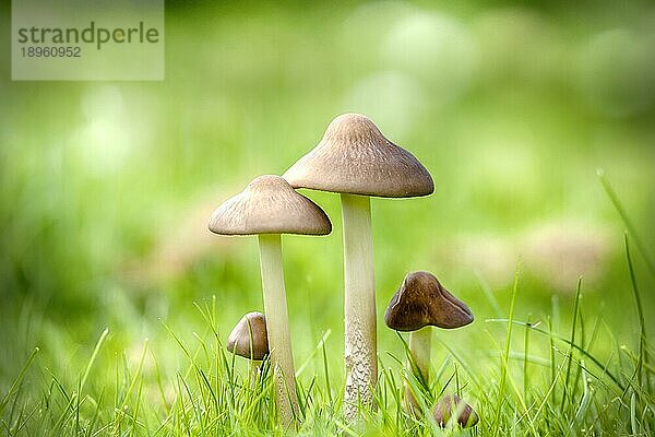 Pilze auf einem grünen Rasen im Spätsommer mit Bokehlicht im Hintergrund