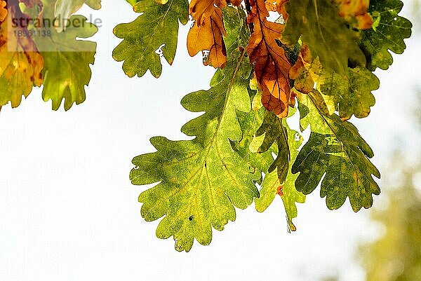 Herbstliche Eichenblätter mit Gegenlicht