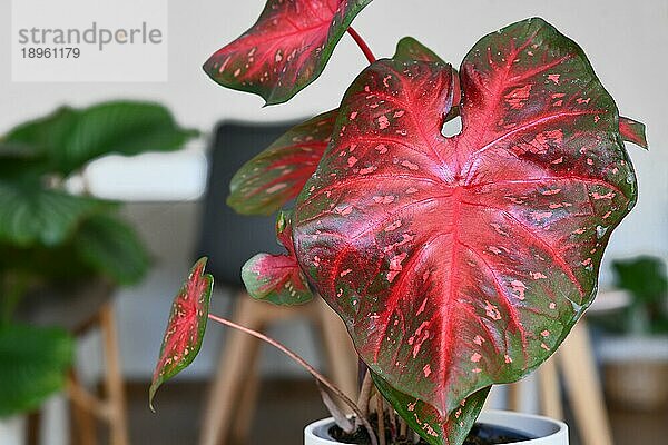 Blatt einer exotischen Caladium Red Flash Zimmerpflanze