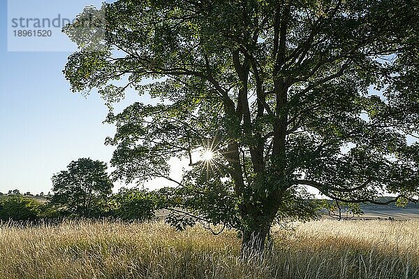 Bergahorn (Acer pseudoplatanus)  Solitärbaum  im Gegenlicht mit Sonnenstern  Thüringen  Deutschland  Europa