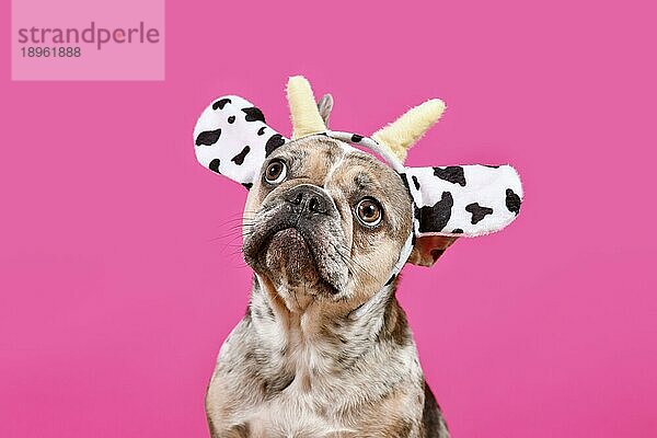 Französische Bulldogge Hund trägt Kuh Kostüm Stirnband vor rosa Hintergrund