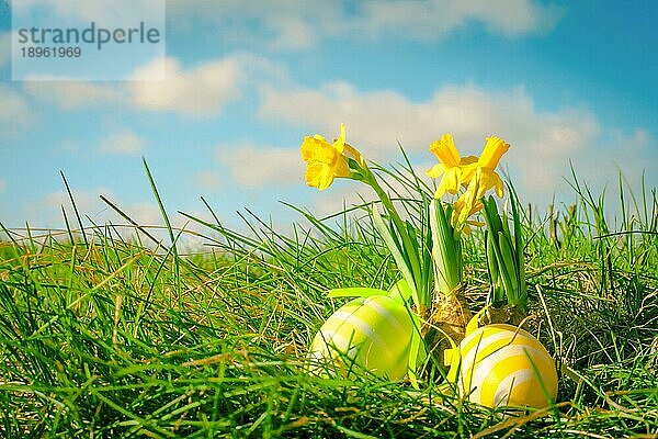 Ostereier und gelbe Osterglocken im grünen Gras