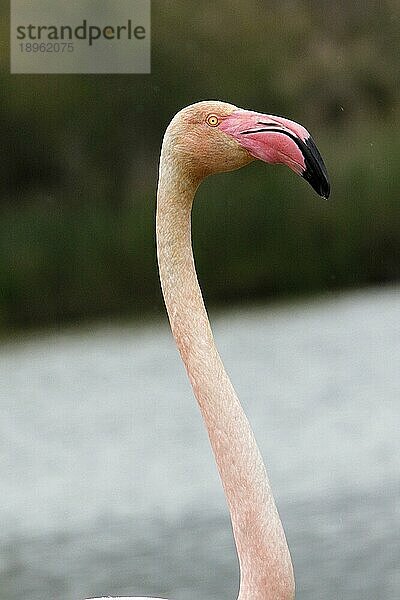 Rosaflamingo (phoenicopterus ruber roseus)  Porträt eines Erwachsenen  Camargue im Südosten Frankreichs