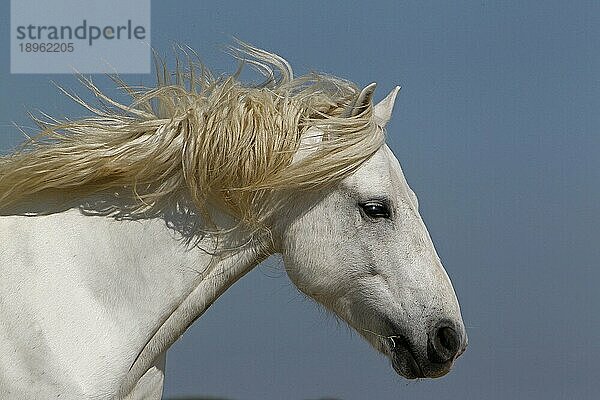 Camargue Pferd  Portrait von Hengst  Saintes Marie de la Mer in Südfrankreich