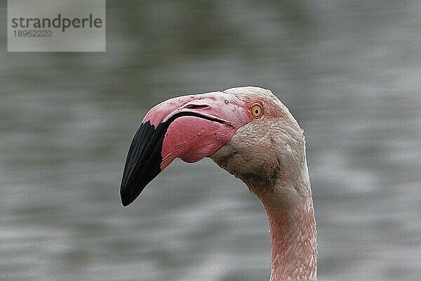 Rosaflamingo (phoenicopterus ruber roseus)  Porträt eines Erwachsenen  Camargue im Südosten Frankreichs