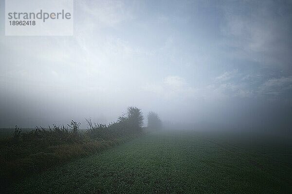 Morgennebel auf einem ländlichen Feld mit landwirtschaftlichen Nutzpflanzen mit Baumsilhouetten im Nebel