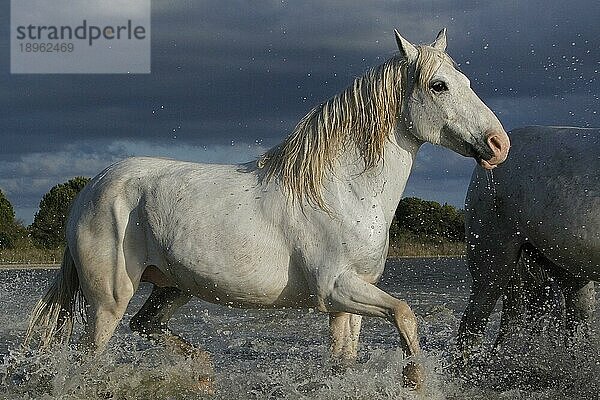 Camargue Pferd  Erwachsener im Sumpf  Saintes Marie de la Mer in Südfrankreich