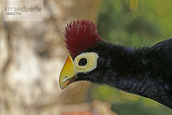 Ross's Turaco  musophaga rossae  Portrait eines Erwachsenen mit schönen Farben