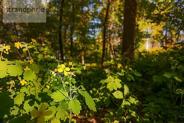 Eine kleine gelbe Blume im Licht der Frühlingssonne  im dunklen Wald