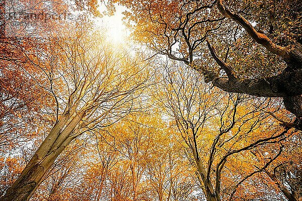 Bunte Baumkronen im Herbst mit gelben und goldenen Herbstblättern  die in den Himmel ragen