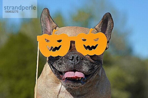 Porträt eines lächelnden französischen Bulldoggenhundes  der eine orangefarbene Papierbrille in Form von orangefarbenen geschnitzten Kürbissen trägt