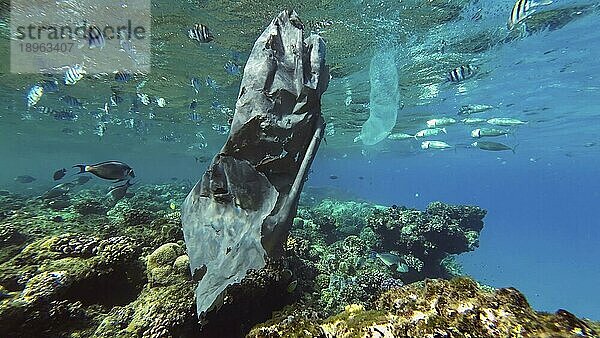 Nahaufnahme einer alten schwarzen Plastiktüte  die zusammen mit kolonialen Pyrosoma Tunicates unter der Wasseroberfläche über einem Korallenriff treibt  in dessen Nähe ein Fischschwarm schwimmt  Rotes Meer  Ägypten  Afrika