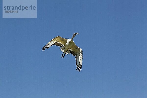 Heiliger Ibis  threskiornis aethiopica  Erwachsener im Flug