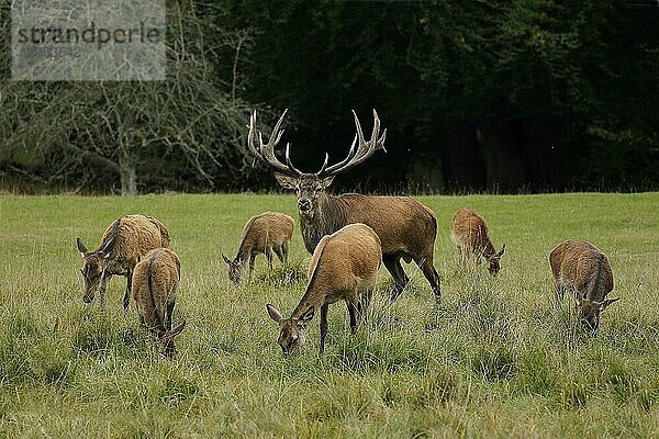 Rothirsch (cervus elaphus)  Hirsche und Weibchen  Schweden  Europa