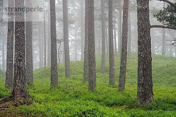 Schöner Kiefernwald im Nebel  gesehen in Norwegen