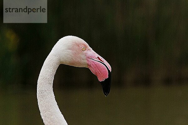 Rosaflamingo (phoenicopterus ruber roseus)  Porträt eines Erwachsenen  Camargue im Südosten Frankreichs