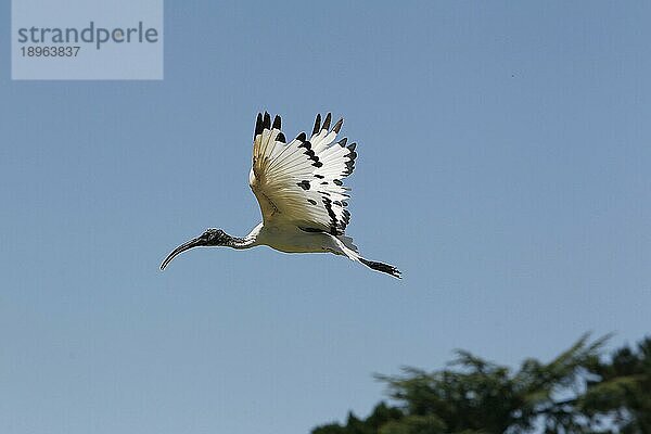 Heiliger Ibis  threskiornis aethiopica  Erwachsener im Flug