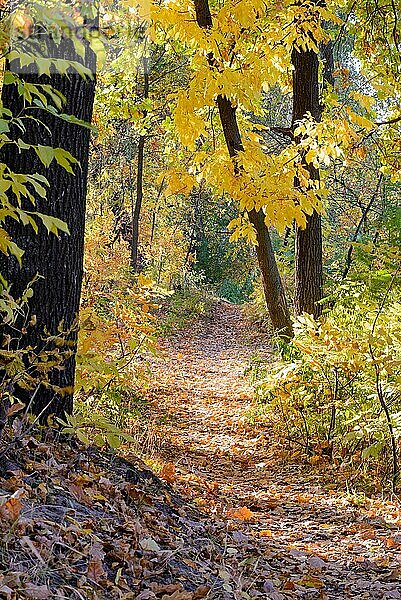 Herbstlicher Waldweg zwischen Ahorn und Pappelbäumen an einem sonnigen Tag