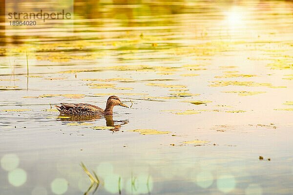 Eine weibliche Ente schwimmt in der Morgendämmerung im goldenen Wasser des Dnjepr in Kiew