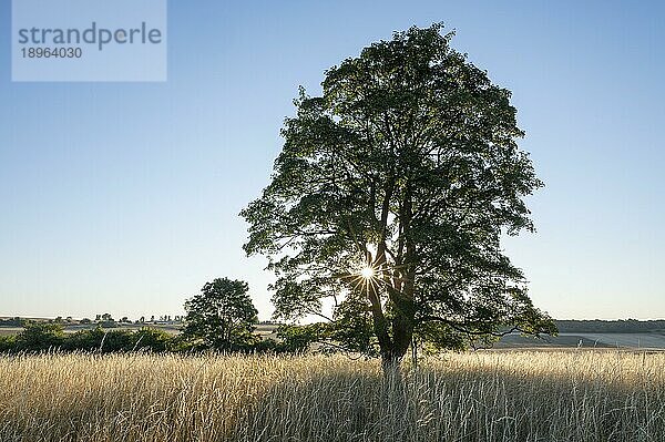 Bergahorn (Acer pseudoplatanus)  Solitärbaum  im Gegenlicht mit Sonnenstern  Thüringen  Deutschland  Europa