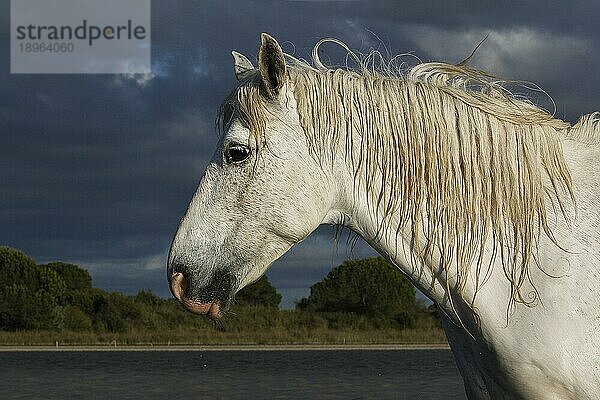 Camarguepferd Porträt eines Erwachsenen  Saintes Marie de la Mer in Südfrankreich