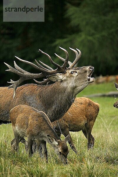 Rothirsch (cervus elaphus)  röhrender Hirsch während der Brunftzeit  Schweden  Europa