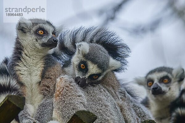 Katta (Lemur catta)  adult drei Tiere sitzen zusammen  wachsam  captive
