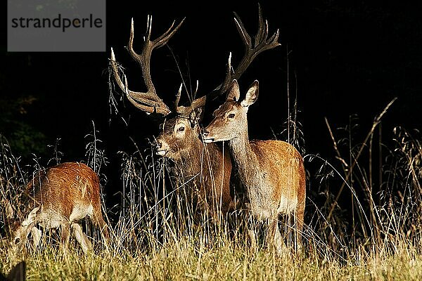 Rothirsch (cervus elaphus)  Hirsche und Weibchen  Schweden  Europa