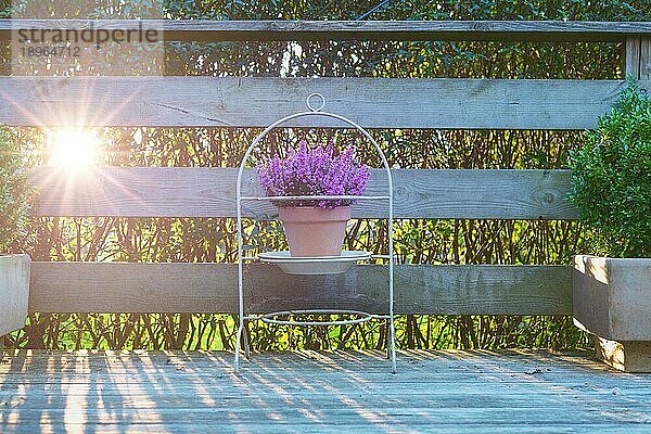 Violettes Heidekraut in einem Tontopf auf einer Holzterrasse. Lila Blumen in einem schönen Stand draußen auf Holzdielen im Sonnenaufgang