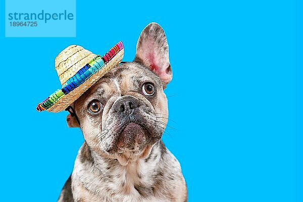 Französische Bulldogge Hund trägt Sombrero Sonnenhut auf blauem Hintergrund mit Kopie Raum