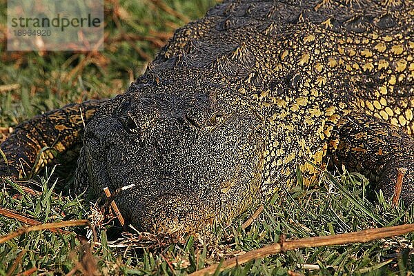 Nilkrokodil (crocodylus niloticus)  Erwachsener  ruhend  Chobe Park  Okavango Delta in Botswana