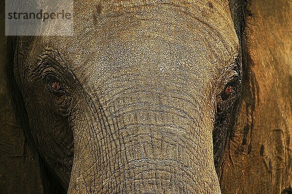 Afrikanischer Elefant (loxodonta africana)  Nahaufnahme des Kopfes  Nähe Chobe Fluss  Botswana  Afrika