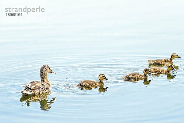 Ein erwachsenes Entenweibchen schwimmt mit seiner Entenfamilie auf dem Fluss Dnjepr