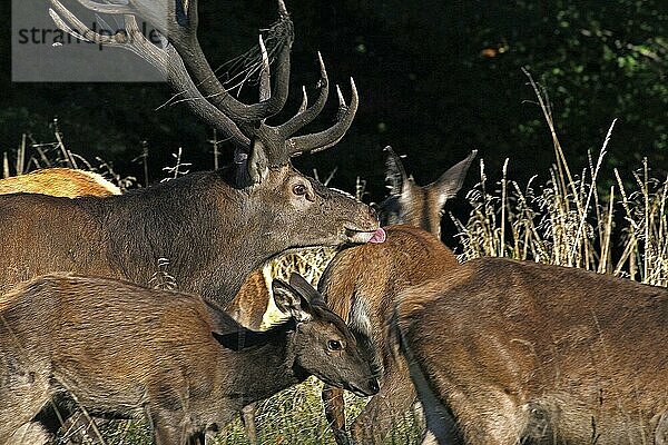 Rothirsch (cervus elaphus)  Hirsche und Weibchen  Schweden  Europa