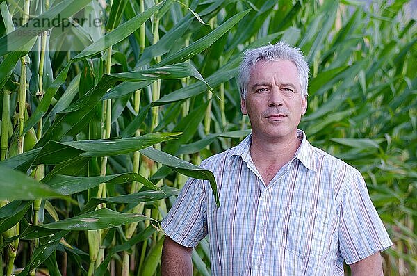 ja Maurizio CH 23 10 2013  Glücklicher Landwirt mit grauen Haaren in seinem Maisfeld. | MR