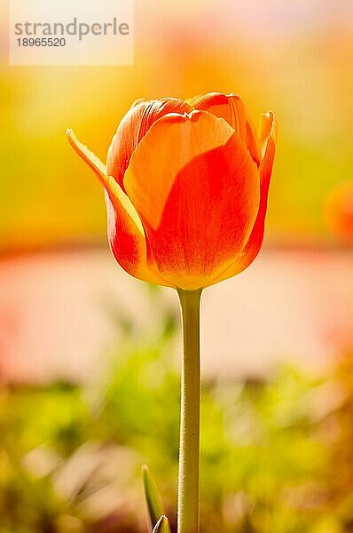 Eine zarte rote Tulpe unter den warmen Strahlen der Frühlingssonne