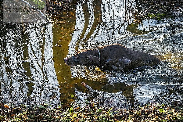 Jagdhund in einer Waldpfütze im Herbst mit nassem Fell und Baumsilhouetten im Wasser