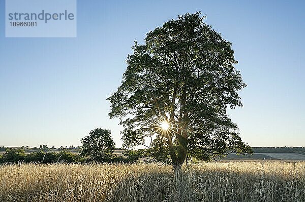 Bergahorn (Acer pseudoplatanus)  Solitärbaum  im Gegenlicht mit Sonnenstern  Thüringen  Deutschland  Europa