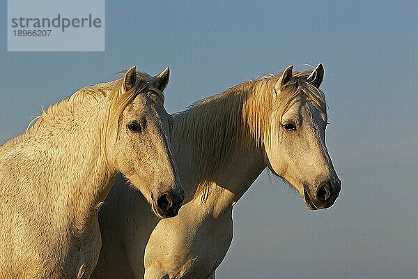 Camargue Pferd  Porträt von Erwachsenen  Saintes Marie de la Mer in Südfrankreich