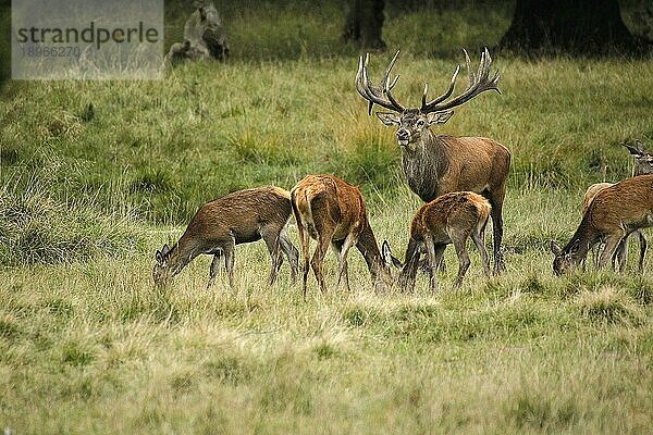 Rothirsch (cervus elaphus)  Hirsche und Weibchen  Schweden  Europa