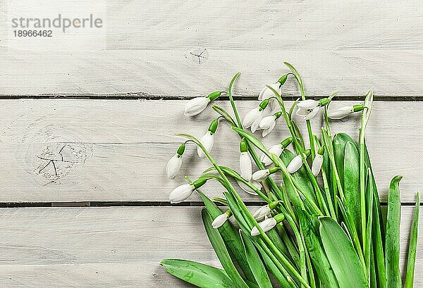 Frische Schneeglöckchen Blumen auf hölzernen Hintergrund zu Ostern